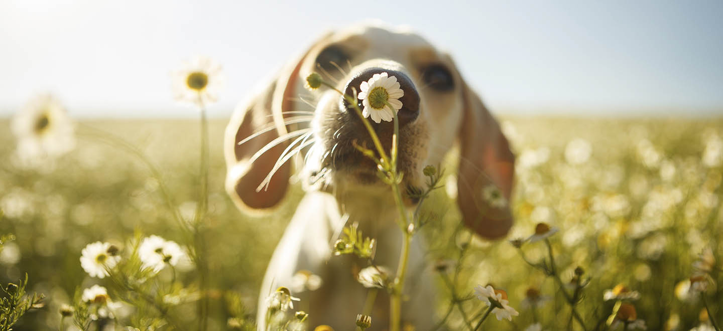 Cabecera SAKROPETS: Cosmética extraordinaria para mascotas